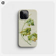 1-91_Native-Flowering-Plants-of-New-Zealand_phone