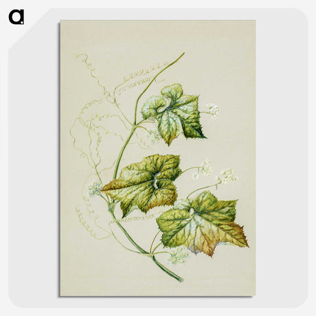 1-91_Native-Flowering-Plants-of-New-Zealand_picture-crop