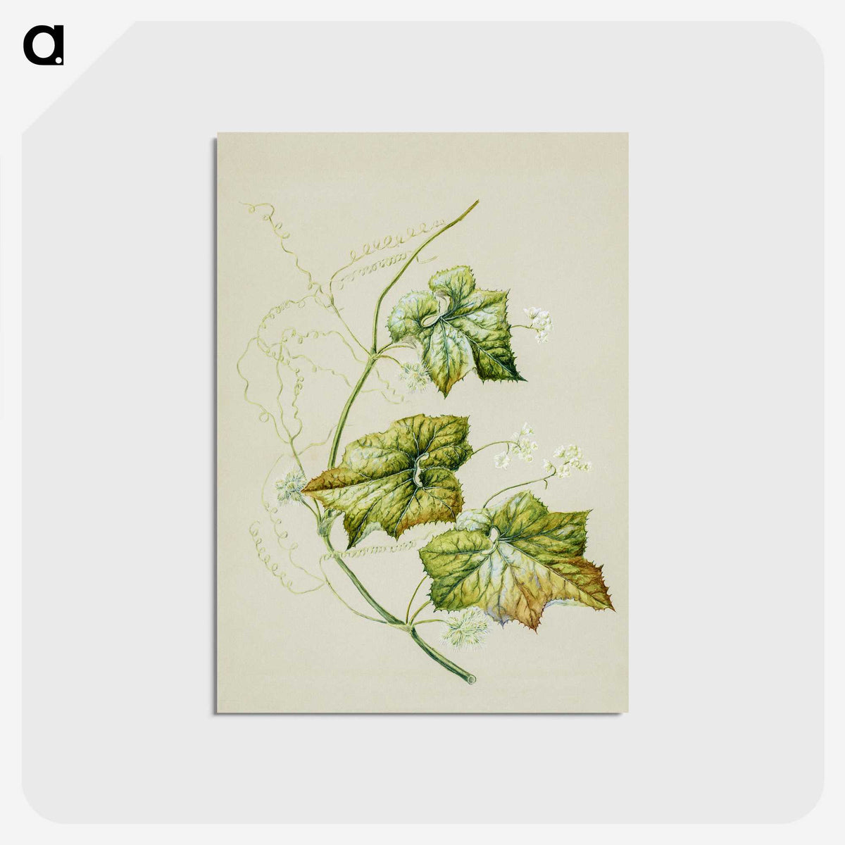 1-91_Native-Flowering-Plants-of-New-Zealand_postcard