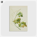 1-91_Native-Flowering-Plants-of-New-Zealand_postcard