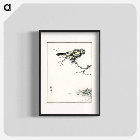 アートポスター-Brambling Illustration
 - 鳥類図鑑 Poster.