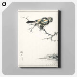 アートパネル-Brambling Illustration
 - 鳥類図鑑 Canvas.
