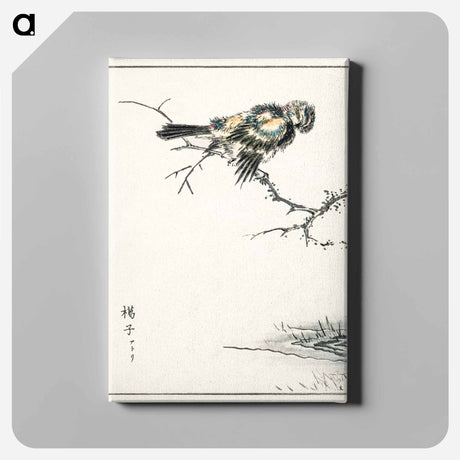 アートパネル-Brambling Illustration
 - 鳥類図鑑 Canvas.