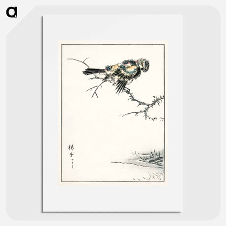 アートポスター-Brambling Illustration
 - 鳥類図鑑 Poster.