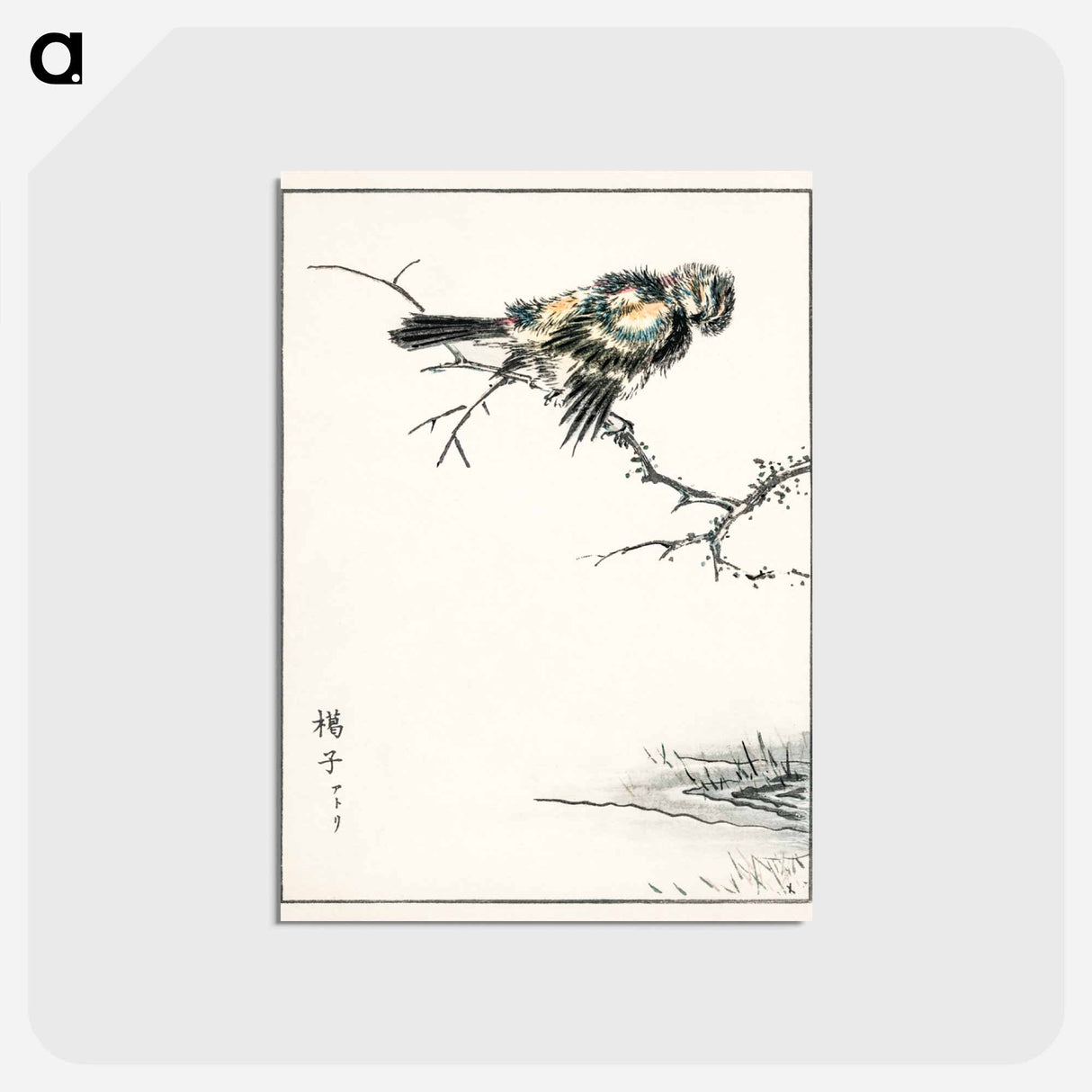 アートポストカード-Brambling Illustration
 - 鳥類図鑑 Postcard.