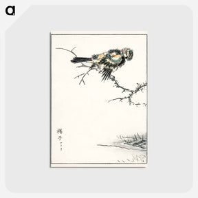 アートポストカード-Brambling Illustration
 - 鳥類図鑑 Postcard.