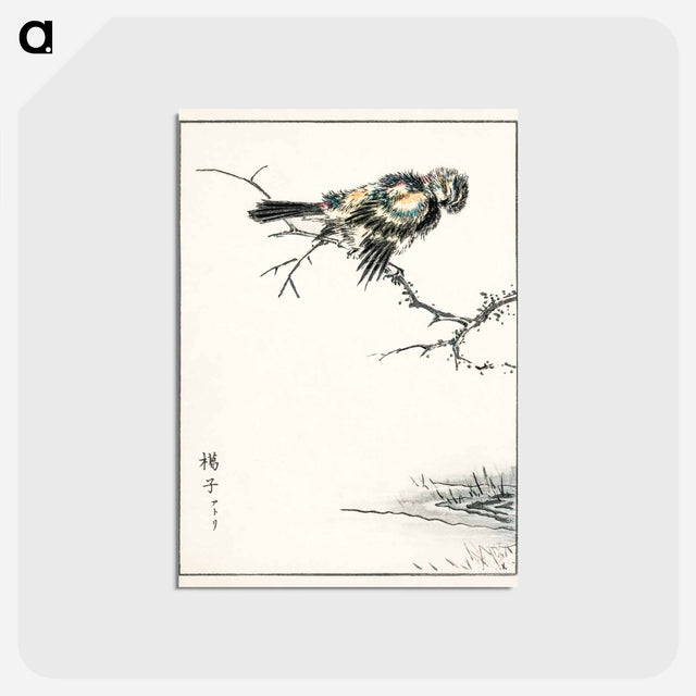 アートポストカード-Brambling Illustration
 - 鳥類図鑑 Postcard.