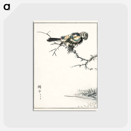 Brambling Illustration
 - 鳥類図鑑 Postcard.