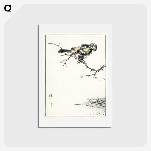 ズアオアトリのイラスト - 鳥類図鑑 Postcard.