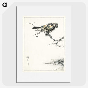 1-91_Pictorial-Monograph-of-Birds_picture