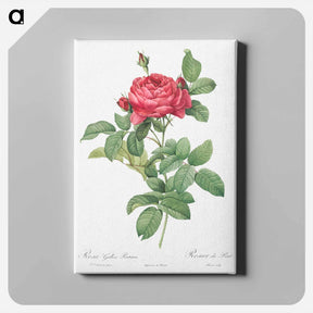 アートパネル-Rosa gallica pontiana - ピエール ジョゼフ ルドゥーテ Canvas.