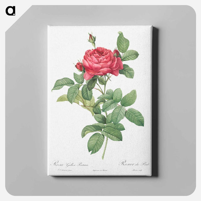 アートパネル-Rosa gallica pontiana - ピエール ジョゼフ ルドゥーテ Canvas.