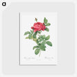 アートポストカード-Rosa gallica pontiana - ピエール ジョゼフ ルドゥーテ Postcard.