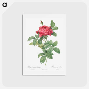 アートポストカード-Rosa gallica pontiana - ピエール ジョゼフ ルドゥーテ Postcard.