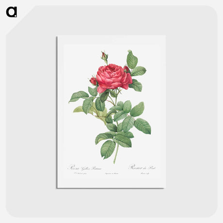 アートポストカード-Rosa gallica pontiana - ピエール ジョゼフ ルドゥーテ Postcard.