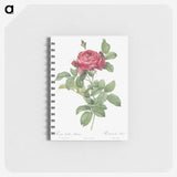 1-91_Pierre-Joseph-Redoute_memo