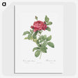 1-91_Pierre-Joseph-Redoute_picture