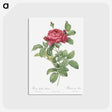 1-91_Pierre-Joseph-Redoute_postcard