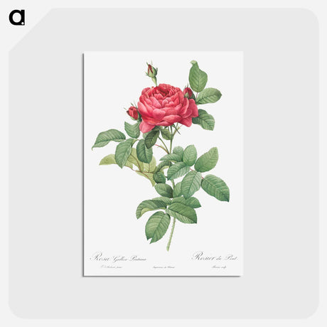 アートポストカード-Rosa gallica pontiana - ピエール ジョゼフ ルドゥーテ Postcard.
