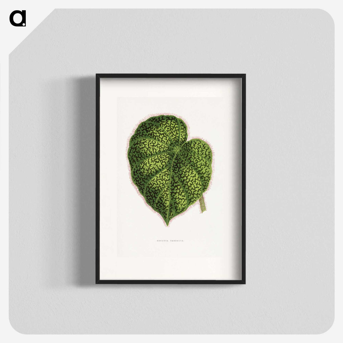 1-91_Plants-with-Colored-Foliage_blk