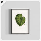 1-91_Plants-with-Colored-Foliage_blk