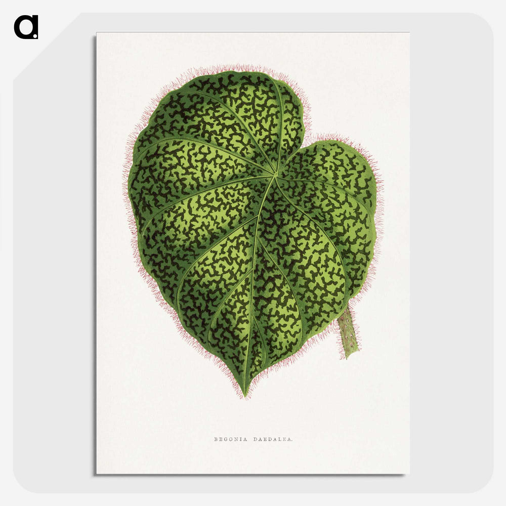 1-91_Plants-with-Colored-Foliage_picture-crop