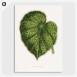 1-91_Plants-with-Colored-Foliage_picture-crop