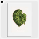 1-91_Plants-with-Colored-Foliage_picture