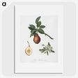 1-91_Pomona-Italiana_picture