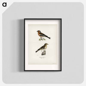 アートポスター-Chaffinch Male
 - スヴェンスカ フォグラル Poster.