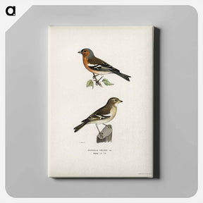 アートパネル-Chaffinch Male
 - スヴェンスカ フォグラル Canvas.