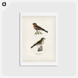 アートポストカード-Chaffinch Male
 - スヴェンスカ フォグラル Postcard.