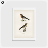 アートポストカード-Chaffinch Male
 - スヴェンスカ フォグラル Postcard.
