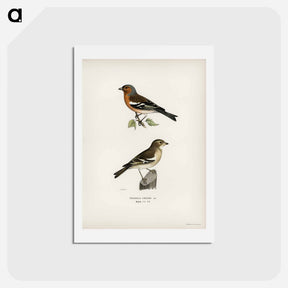 アートポストカード-Chaffinch Male
 - スヴェンスカ フォグラル Postcard.