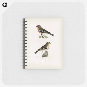 アートメモ帳-Chaffinch Male
 - スヴェンスカ フォグラル Memo.