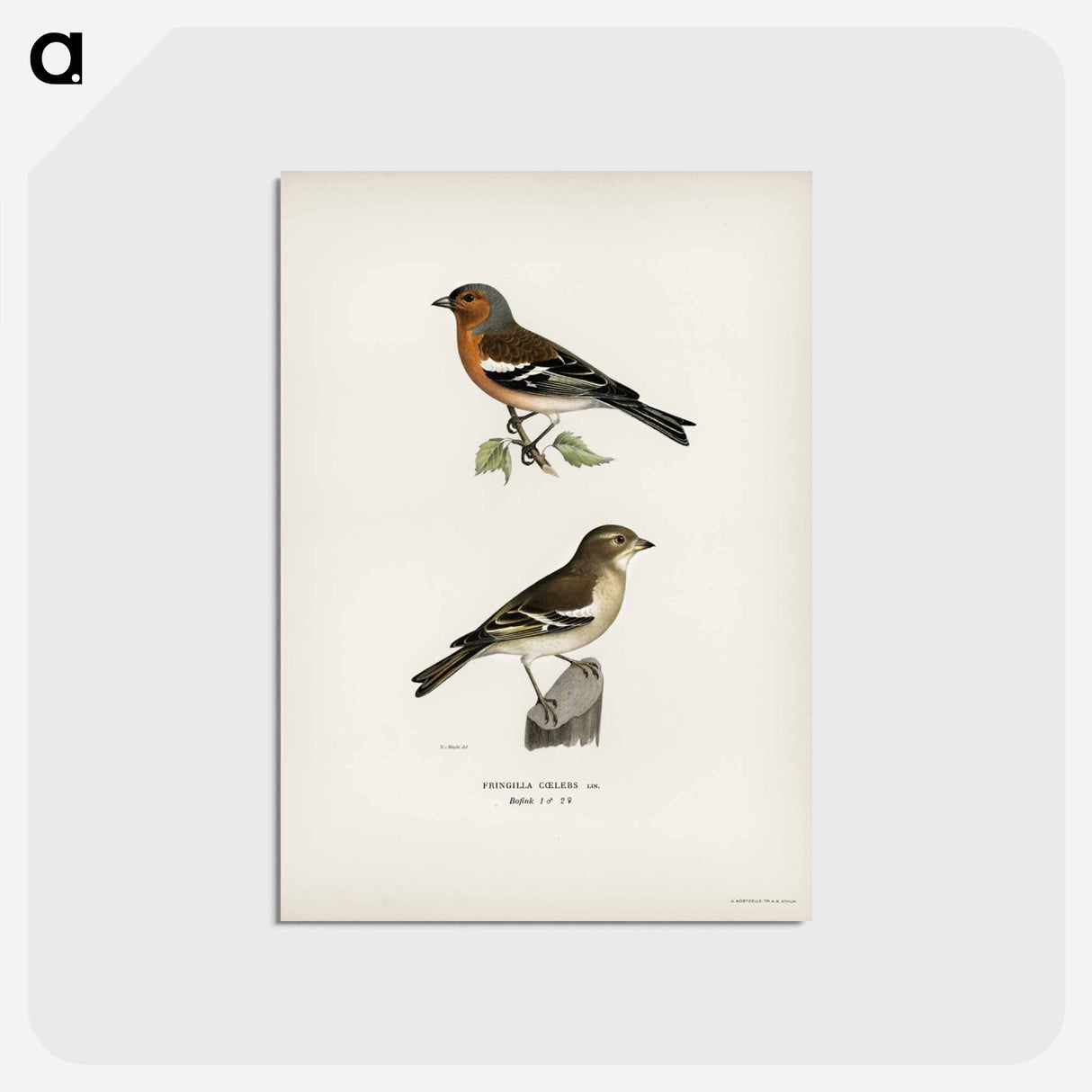 アートポストカード-Chaffinch Male
 - スヴェンスカ フォグラル Postcard.
