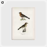 アートポストカード-Chaffinch Male
 - スヴェンスカ フォグラル Postcard.