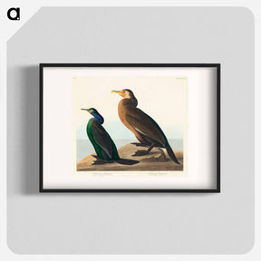 アートポスター-Violet-green Cormorant and Townsend's Cormorant from Birds of America
 - アメリカの鳥たち Poster.