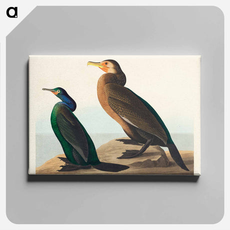 アートパネル-Violet-green Cormorant and Townsend's Cormorant from Birds of America
 - アメリカの鳥たち Canvas.