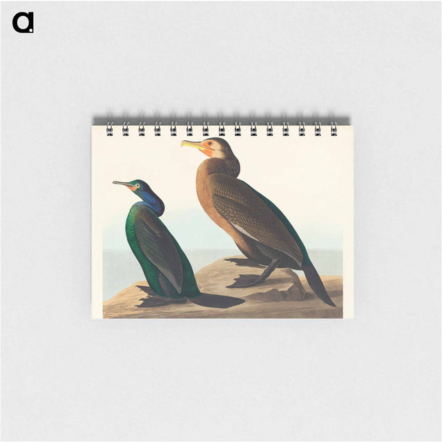 アートメモ帳-Violet-green Cormorant and Townsend's Cormorant from Birds of America
 - アメリカの鳥たち Memo.