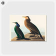 アートポストカード-Violet-green Cormorant and Townsend's Cormorant from Birds of America
 - アメリカの鳥たち Postcard.