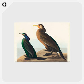 アートポストカード-Violet-green Cormorant and Townsend's Cormorant from Birds of America
 - アメリカの鳥たち Postcard.