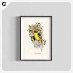 アートポスター-Yellow-bellied Parakeet
 - オーストラリアの鳥 Poster.
