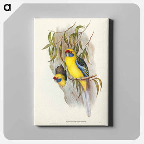 アートパネル-Yellow-bellied Parakeet
 - オーストラリアの鳥 Canvas.