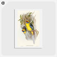 アートポストカード-Yellow-bellied Parakeet
 - オーストラリアの鳥 Postcard.