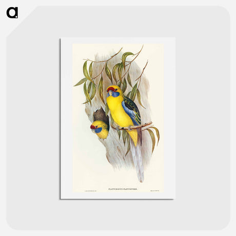 アートポストカード-Yellow-bellied Parakeet
 - オーストラリアの鳥 Postcard.