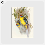 アートポストカード-Yellow-bellied Parakeet
 - オーストラリアの鳥 Postcard.