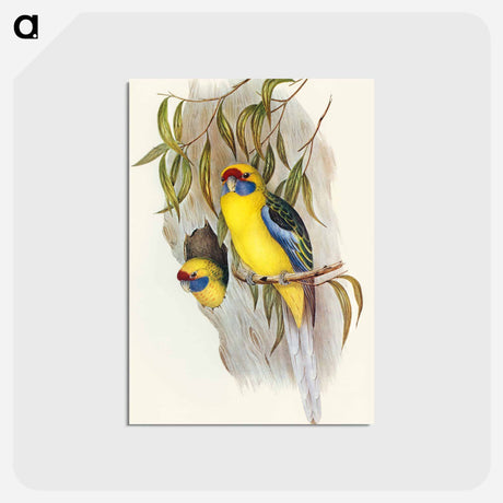 アートポストカード-Yellow-bellied Parakeet
 - オーストラリアの鳥 Postcard.