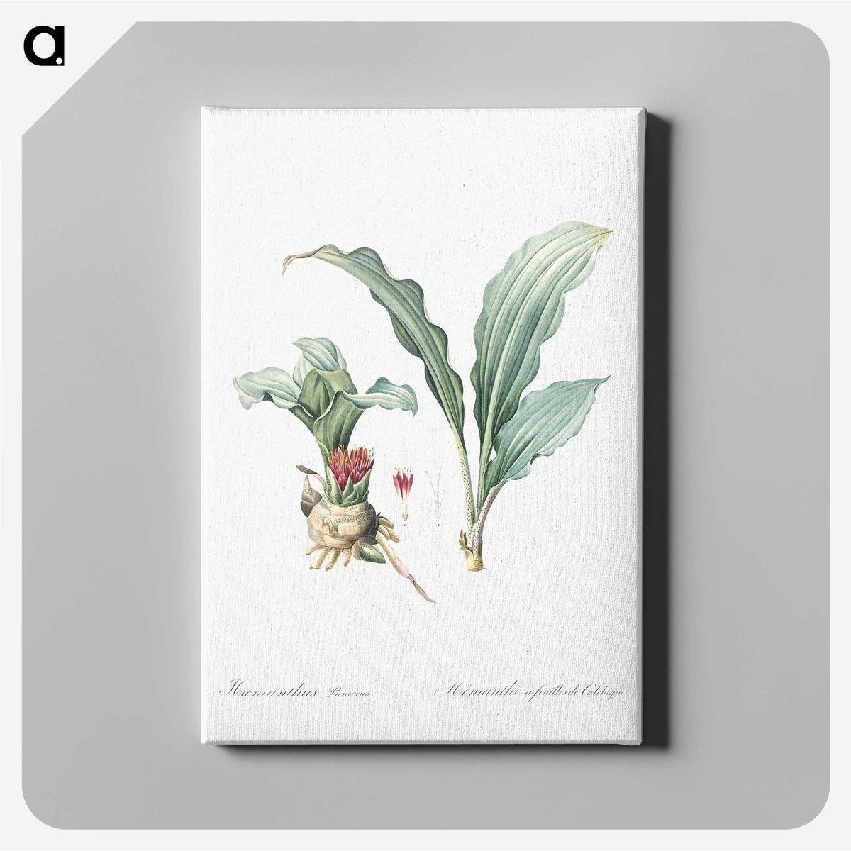 1-91_The-Lilies_canvas