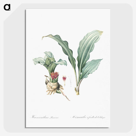 1-91_The-Lilies_picture-crop